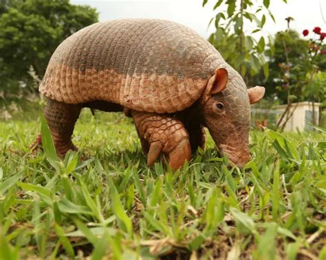 Giant Armadillo - Facts, Diet, Habitat & Pictures on Animalia.bio