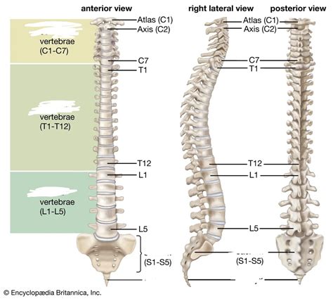 Spinal vertebrae Diagram | Quizlet