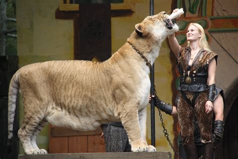 Liger Named Hercules At 900lbs Hes Has The World Record Flickr