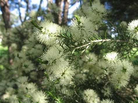 Buy Melaleuca ericifolia online | swamp paper bark | seeling | shrub