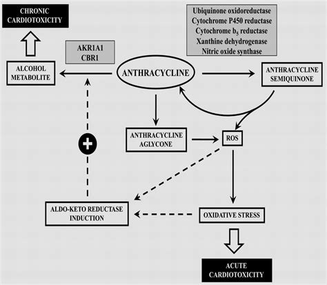 Unified mechanism for anthracycline-induced cardiotoxicity. | Download ...