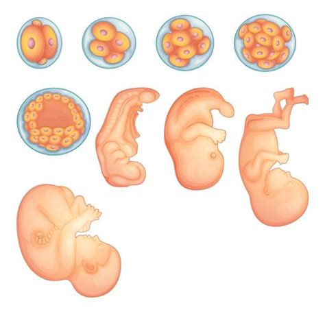 Stages in human embryonic development 455531 Vector Art at Vecteezy