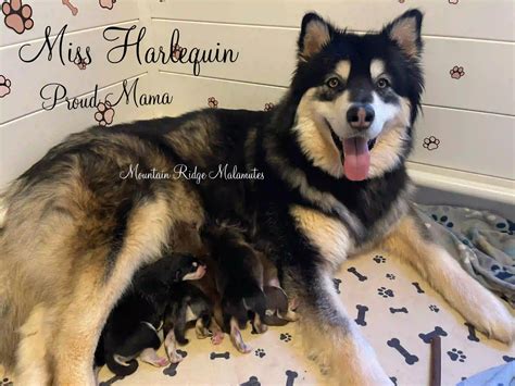 5 Of The Finest Alaskan Malamute Breeders In Virginia