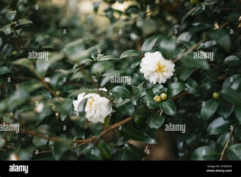 close    blooming white camellia flower surrounded  green