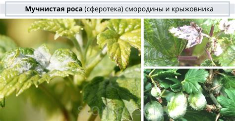 ТОП-10 болезней СМОРОДИНЫ и КРЫЖОВНИКА (определяем по фото, +меры ...