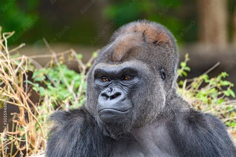 Gorilla Smiling