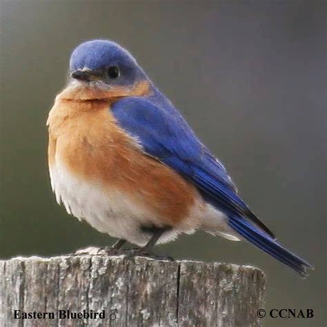 Eastern Bluebird (Sialia sialis) - EABL