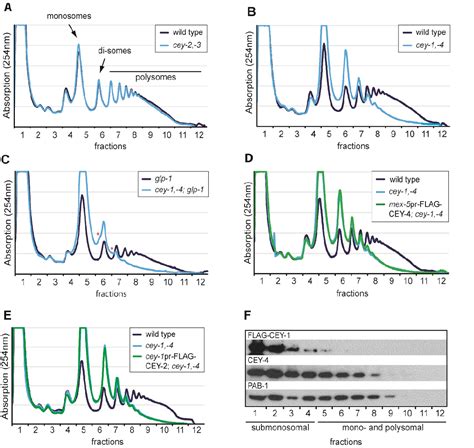 Figure 5 From The Functions Of Y Box Binding Proteins In Caenorhabditis