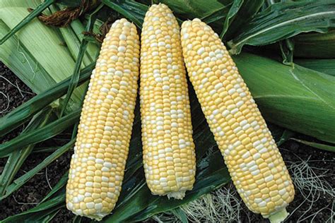 19 Great Sweet Corn Varieties To Grow Growing Produce