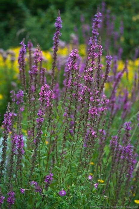 Tall Purple Perennial Urban Butterfly Garden