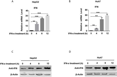 Frontiers The Functional And Antiviral Activity Of Interferon Alpha