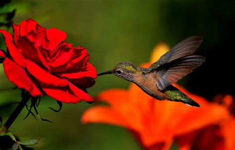 Hummingbird HD Wallpapers | HDWalle