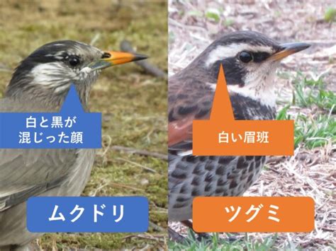 ムクドリとツグミの違いと見分け方 野鳥情報com