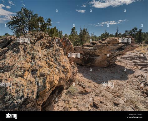 Petrified wood in Escalante Petrified Forest State Park in Utah US Stock Photo - Alamy