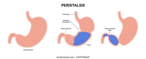 Peristalsis Definition, Functions, Disorders, Examples And, 45% OFF