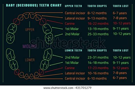 Baby Prelimanary Tooth Arrival Chart Vector Stock Vector Royalty Free