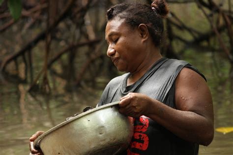 Mangroves In Madang Lagoon Wwf