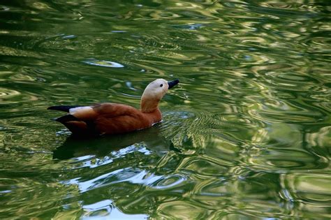 Ruddy Shelduck Duck Bird Free Photo On Pixabay Pixabay