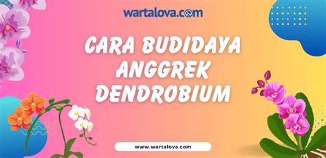 Cara Budidaya Anggrek Dendrobium Untuk Pemula