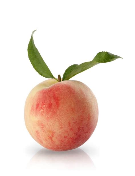 Honey Babe Peaches Food Gardening Network