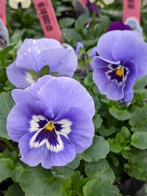 Pansy Viola X Wittrockiana Maxim Marina In The Violas Database