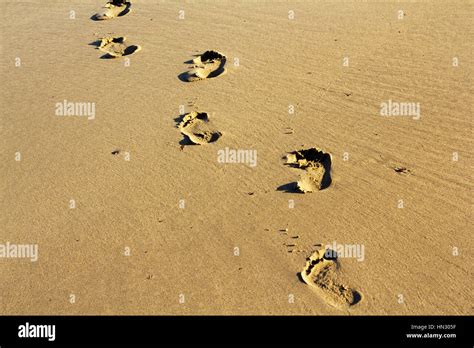 Footprints In The Sand On Polzeath Beach Cornwall Stock Photo Alamy