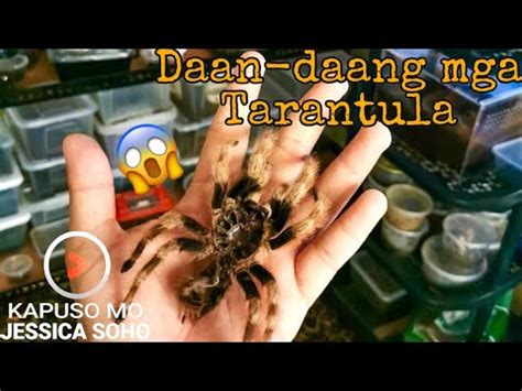 Kapuso Mo Jessica Soho July Daan Daang Mga Tarantula Kmjs