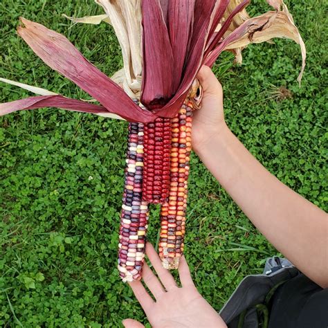 Corn Painted Mountain Organic