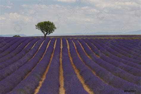 Purple Lavender Field Of Provence Stock Photo 3142701 Crushpixel