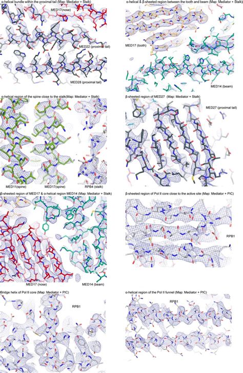 Quality Of Cryo Em Densities Sections Of Focused Refined Mediatorstalk