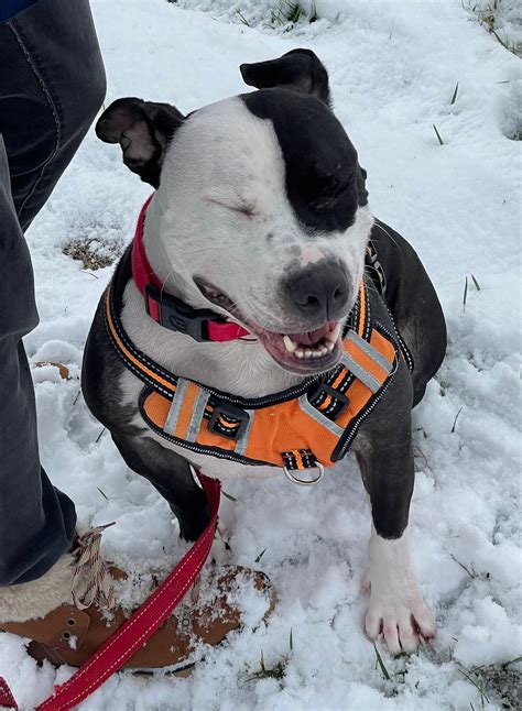 Everything you need to know about Lynchburg Humane Society 7