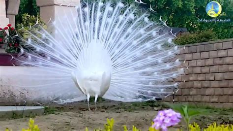 الطاووس الأبيض أجمل فتح الريش The Most Beautiful White Peacock