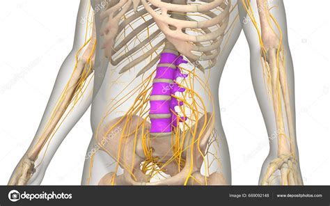 Columna Vertebral Columna Vertebral Vértebras Lumbares Anatomía Del