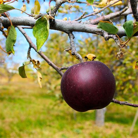 Arkansas Black Apple Trees for Sale | FastGrowingTrees.com