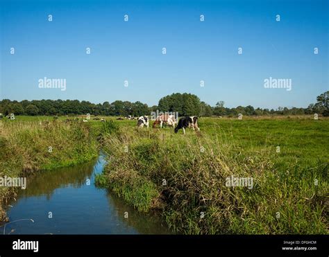 Typical Dutch Landscape Stock Photo Alamy