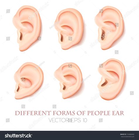 5,745 Human ear shape vector Images, Stock Photos & Vectors | Shutterstock