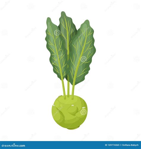 Couve Do ícone Do Vetor Kohlrabi Ícone Vetor De Desenho Isolado Em