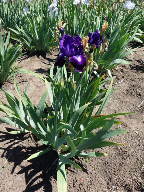 Treating Iris Rust – How To Manage Rust On Iris Leaves | Gardening Know How