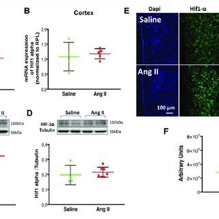 Changes In Hif Hypoxia Inducible Factor After Ang Ii A Hif