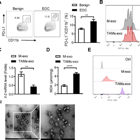 Pd L Tams Exosomes Promote The Cd T Cell Exhaustion A B C