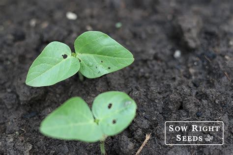 Cowpeas From Seed To Harvest How To Grow Field Peas Sow Right Seeds