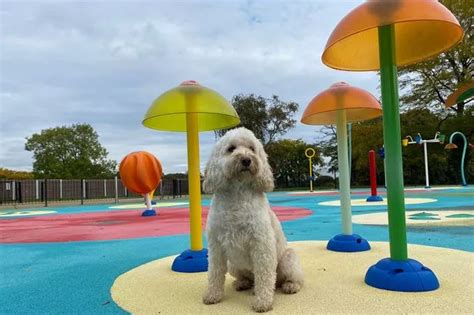 Canine Cove Dog Water Park Petropolis