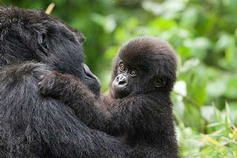 gorilla families in Uganda, gorilla trekking with Klek Uganda Tours