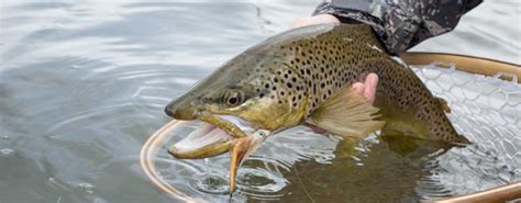 Pesca De Truchas Con Streamers Pasi N En Embalses Y Lagos Revista De