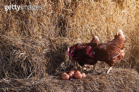 The Lifestyle Of The Farm In The Countryside Hens Are Hatching Eggs On A Pile Of Straw In Rural