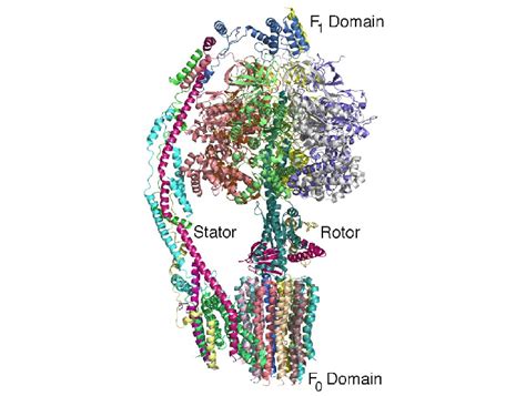 Atp Synthase Structure