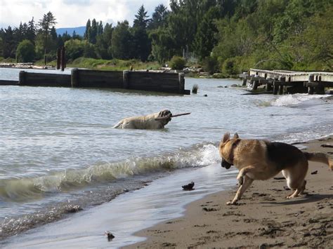 Fraser River Park Off Leash Dog Park Vancouver Bc The Dog Network