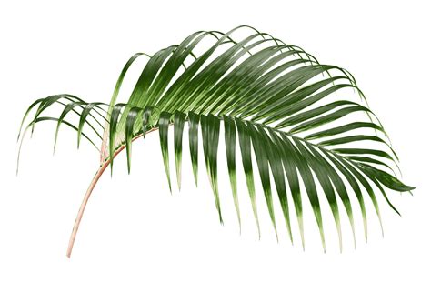 Green Leaf Of Palm Tree On Transparent Background Png File Png