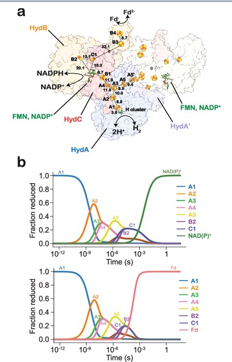 Figure From Molecular Basis Of The Electron Bifurcation Mechanism In