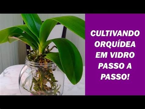 Como Cultivar Orquídea Phalaenopsis em Vidro Replante de Phalaenopsis